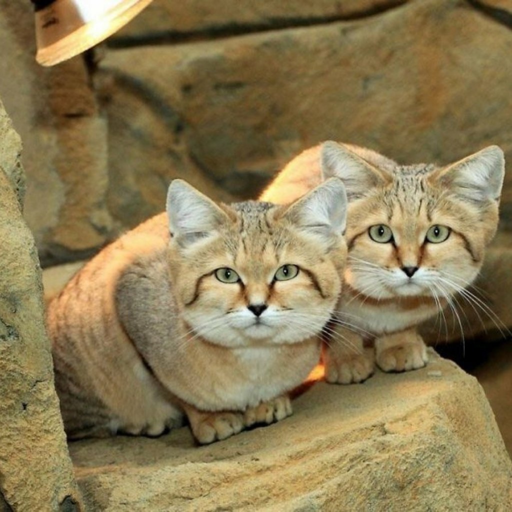 Барханная кошка