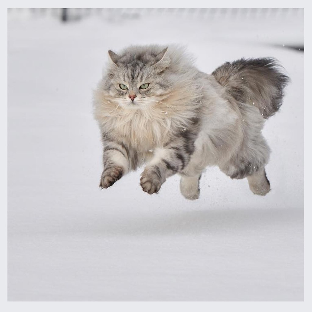Сибирская кошка вес