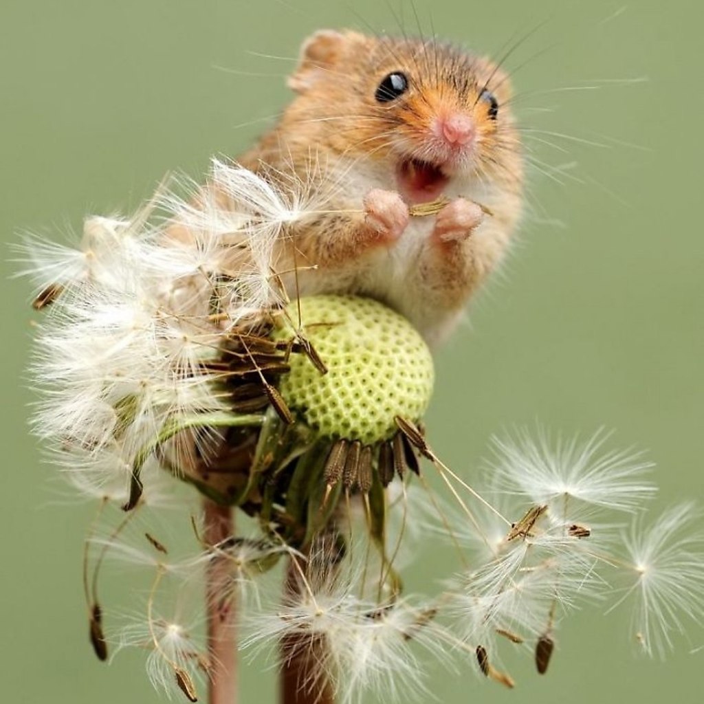 Мышь Малютка в цветке