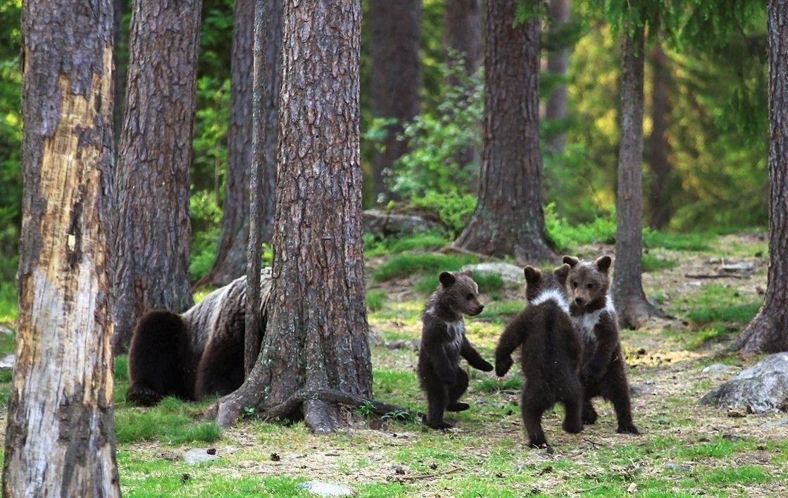 У медведя во Бору