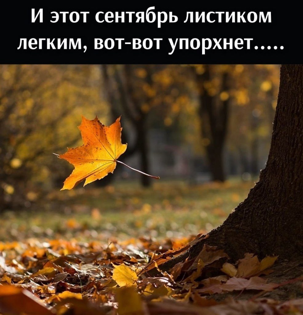 Цитаты про сентябрь. Листопад. Падающие листья. Листопад в лесу. Листья падают с деревьев.