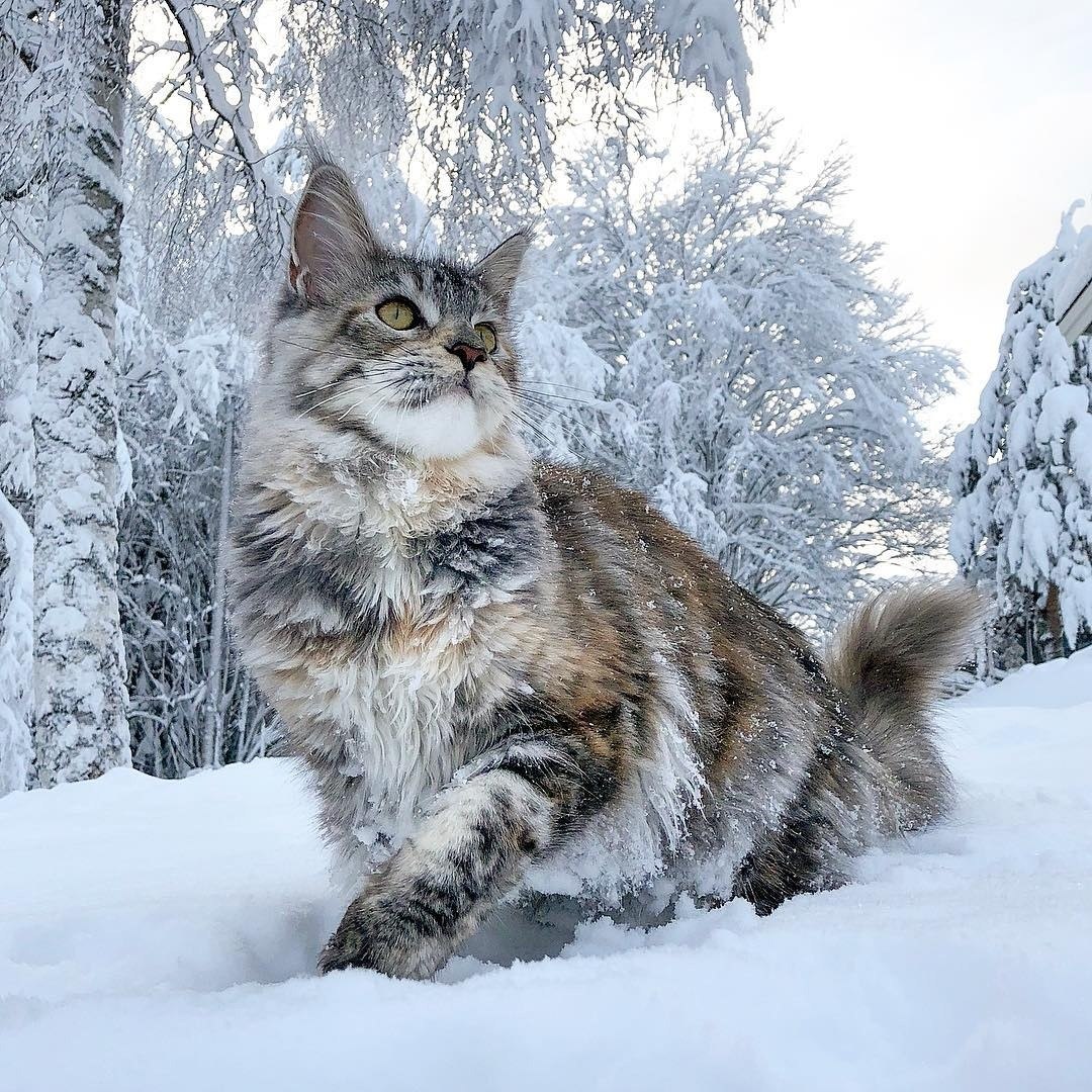 Сибирский кот в снегу