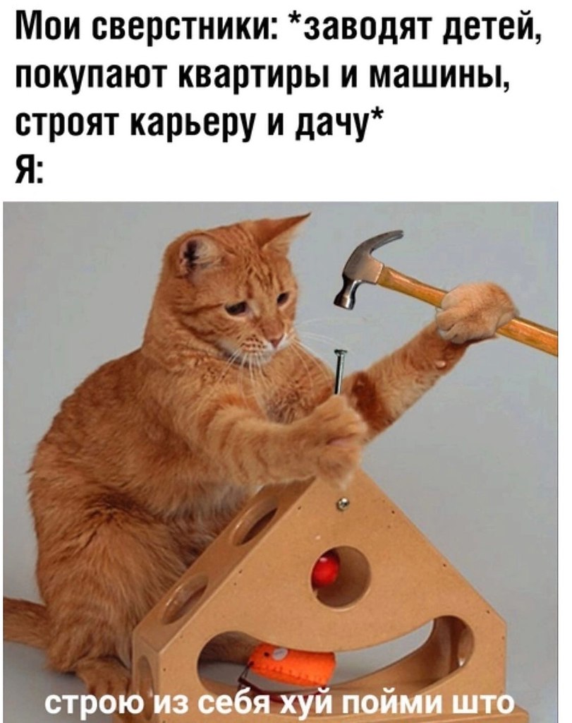 Кот строитель картинки