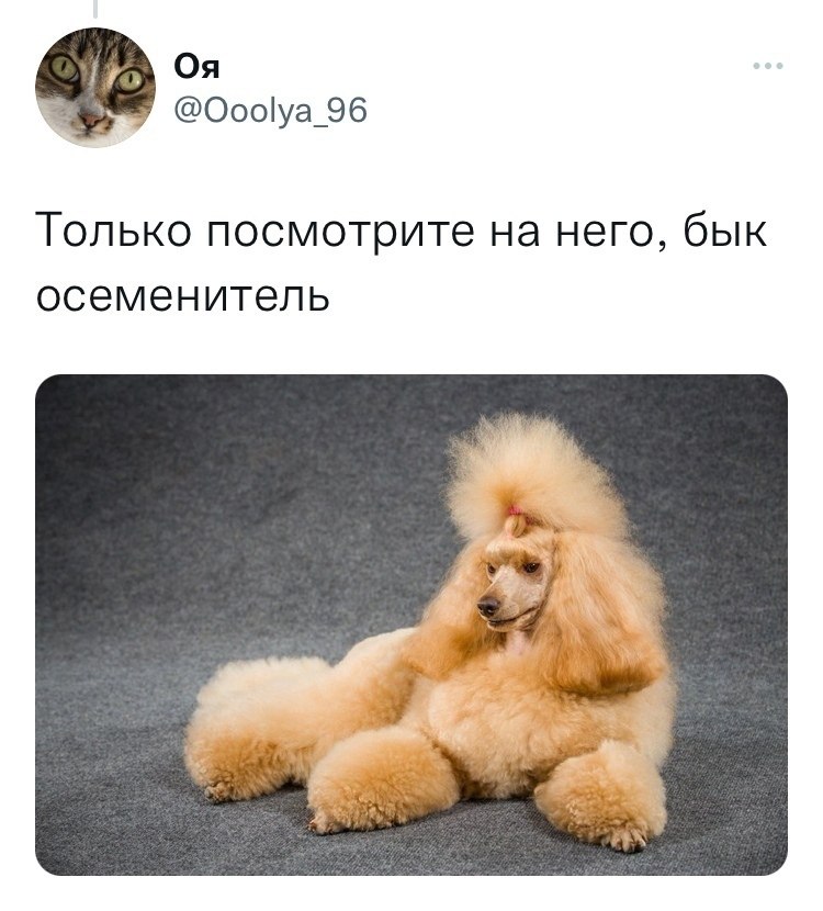 Алексей решил выяснить соответствует ли изображенная на фотографии собака породы пудель