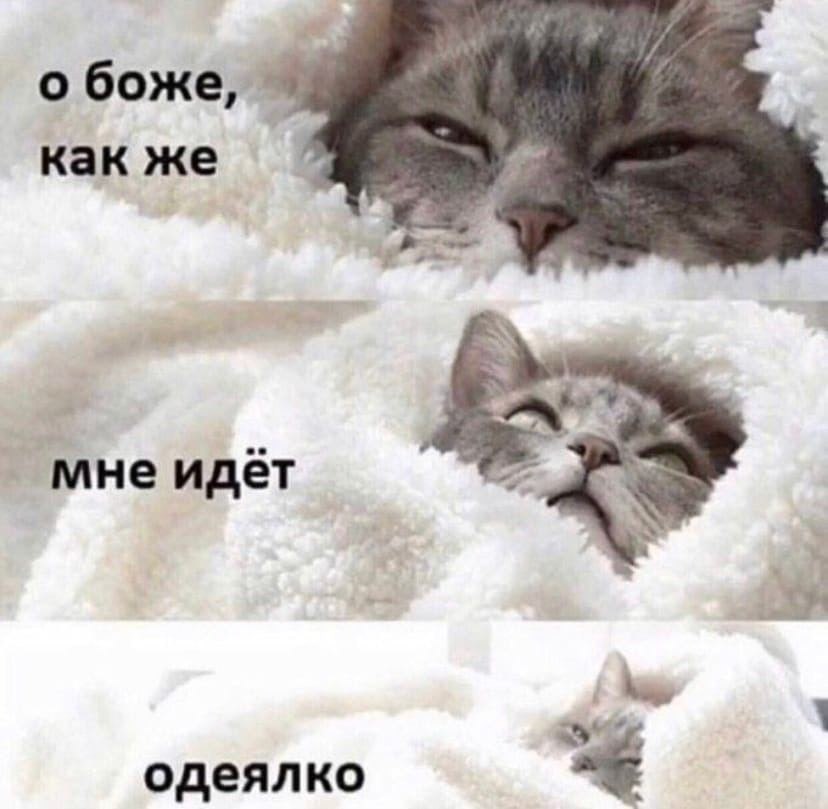 Трикотажное одеяло мем с котами