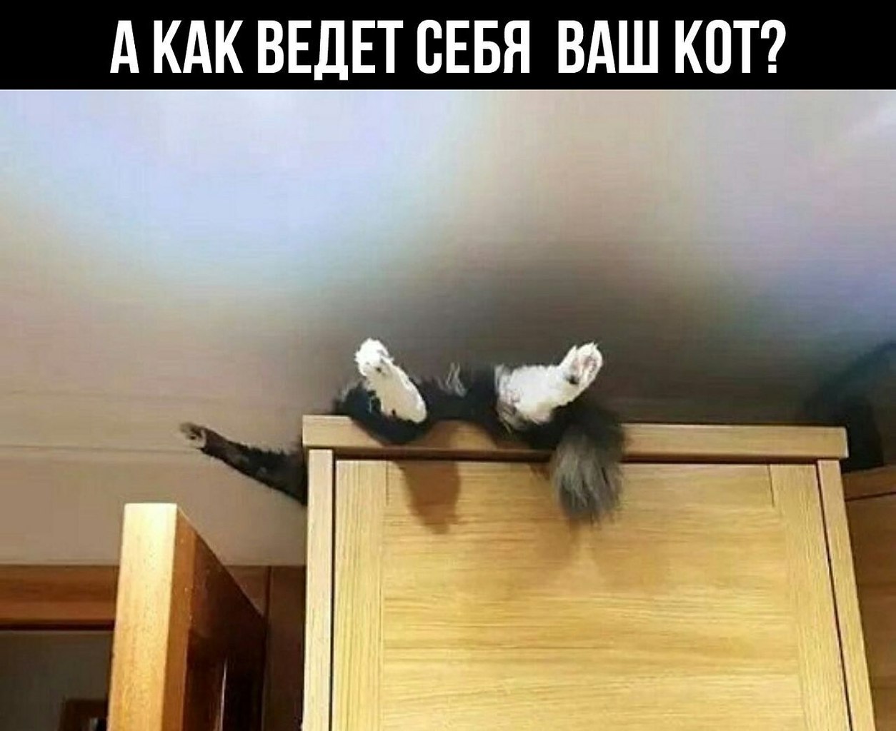 Тем временем мои коты. Весёлые картинки для поднятия настроения. Кот в шкафу. Кот пугает. Шкаф для кошек.