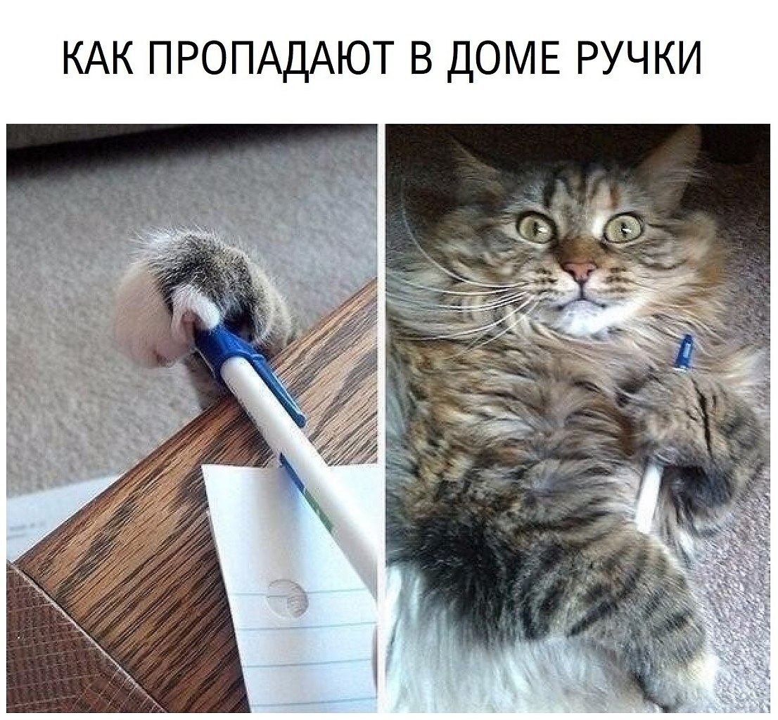 Писан кота. Кот с ручкой. Ручка с котиком. Прикольные котики на ручках. Кот украл ручку.