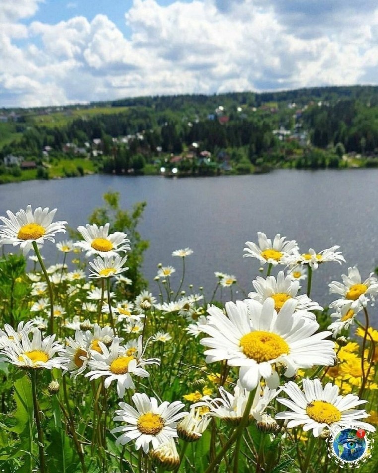 Ромашки у реки фото