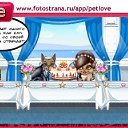  , , 36  -  22  2011   PetLove