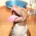 ���� �������, �������, 52 ���� - ��������� 29 ���� 2011 � ������ �PetLove�
