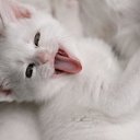 ���� ����, ������, 53 ���� - ��������� 11 ������ 2012 � ������ �������