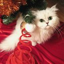 ���� �����, ���������, 59 ��� - ��������� 23 ������� 2013 � ������ ���� ����������