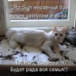 ����, ����, 55 ���