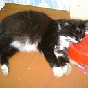   ( -        ,  -  14  2010      