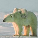 ���� ����-72, ������, 64 ���� - ��������� 24 ������� 2012