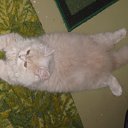 ���� Tamagavk, ������, 40 ��� - ��������� 2 �������� 2011