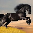 ���� Aram, ������, 50 ��� - ��������� 30 ��� 2013 � ������ ���� ����������