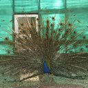 ���� Nik, �����, 63 ���� - ��������� 2 ���� 2012 � ������ ���� ���������