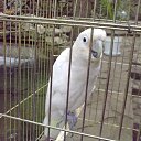 ���� ������, ���������, 39 ��� - ��������� 6 ����� 2011 � ������ �������