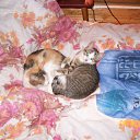 ���� �����, ������ - ��������� 18 ���� 2010