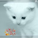 ���� ����, ����� - ��������� 6 ������ 2011 � ������ �����������