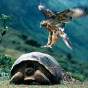  , , 47  -  28  2010   animal