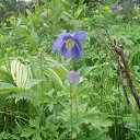 ���� Misty Cloud (�� �������, �� ���� � ������ � ���������)), �������, 43 ���� - ��������� 2 ������ 2010 � ������ ��������