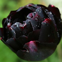 ���� Kudus, ������ ��������, 50 ��� - ��������� 22 �������� 2012