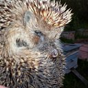 ���� �������, ���������, 69 ��� - ��������� 18 ������� 2011 � ������ ����