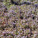 ���� �������, ����, 40 ��� - ��������� 7 ���� 2010 � ������ ������ ��� ��� )))�