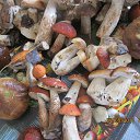 ���� ���������, �������, 49 ��� - ��������� 26 ������� 2012 � ������ �������