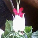 ���� ���������, ��������, 55 ��� - ��������� 7 ������� 2011 � ������ �����