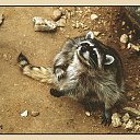 ���� �����, �����-���������, 57 ��� - ��������� 26 ������� 2010 � ������ �������