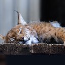 ���� ��������, ��������, 44 ���� - ��������� 7 ����� 2013 � ������ ���� ����������