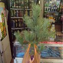 ���� ������, ������-��-����, 39 ��� - ��������� 26 ������ 2011 � ������ �RoadKing�