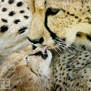 ���� �������, �������, 44 ���� - ��������� 19 ����� 2010