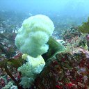 ���� ������, ������, 60 ��� - ��������� 4 ����� 2012 � ������ �� ������� ���������