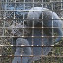 ���� �����, �������, 42 ���� - ��������� 16 �������� 2012 � ������ ���������