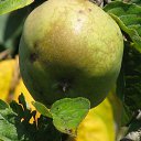 ���� ��������, ����, 53 ���� - ��������� 15 ������� 2009 � ������ ������������