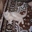 ���� Tamagavk, ������, 40 ��� - ��������� 2 �������� 2011