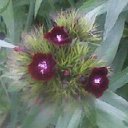 ���� ���������, ��������, 55 ��� - ��������� 7 ������� 2011 � ������ �����