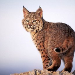 �����, ��������, 63 ����