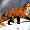 ���� �����, ���� �����������, 40 ��� - ��������� 15 ����� 2010