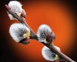 ���, ������, 51 ���