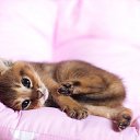 ���� ������, �������������� - ��������� 6 ������� 2012