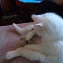 ���� �������, �����-���������, 61 ��� - ��������� 12 ������ 2011 � ������ ���� �����