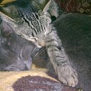 ���� �������, �������, 47 ��� - ��������� 9 ���� 2010 � ������ ���������