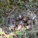 ���� ���������, �����-���������, 55 ��� - ��������� 18 ���� 2012 � ������ ��� �� ������