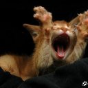 ���� *Heart*, ���� - ��������� 31 ���� 2013 � ������ ���� ����������