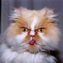 �������� ���� �� ������� ���� ����������